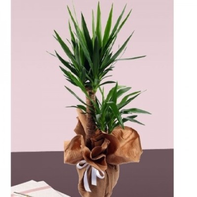 saksıda İkili Yucca